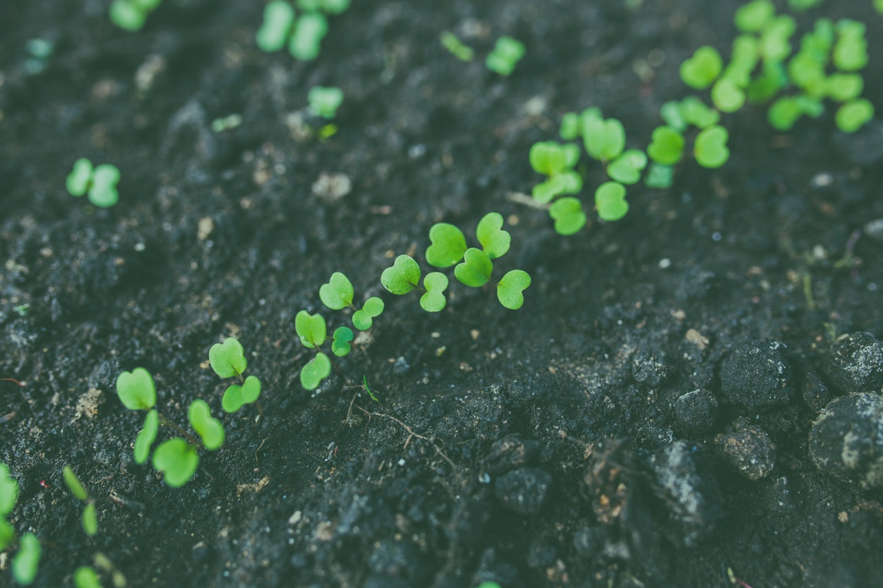 Case Study: Cultivating a Startup – From Seed to Harvest